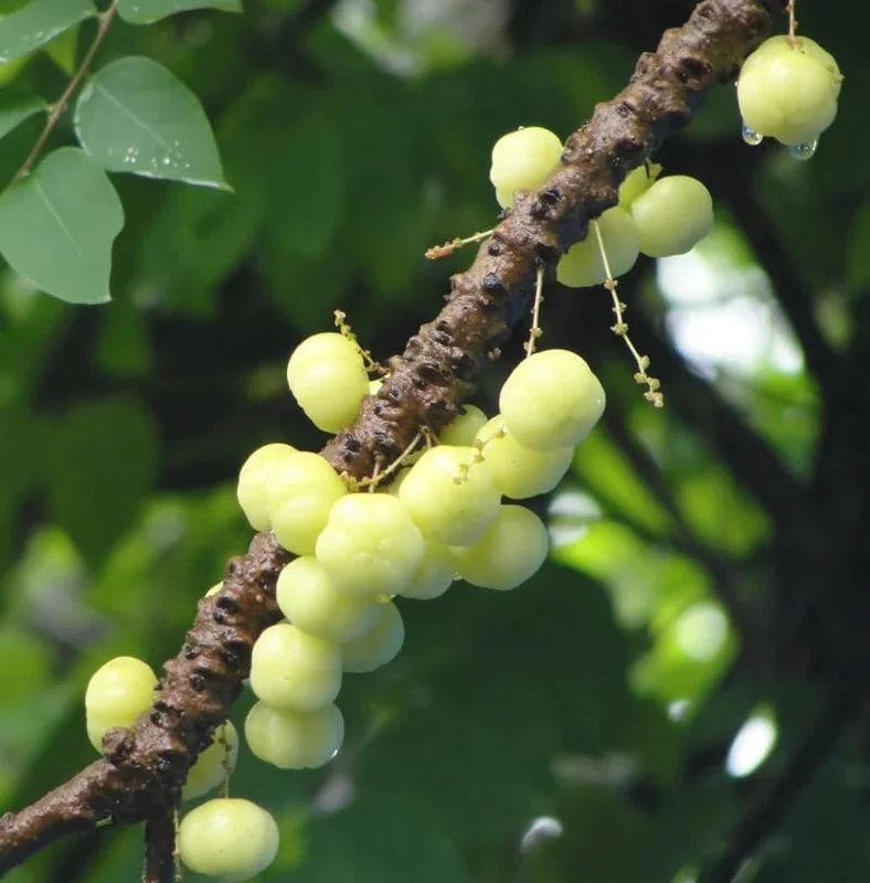 Star Gooseberry Tree Yellow Gooseberry Plant Phyllanthus Acidus Plant, Well Rooted, 1ft Tall, Half Gallon Pot