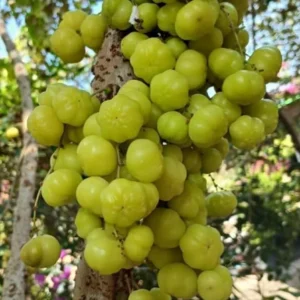 Star Gooseberry Tree Yellow Gooseberry Plant Phyllanthus Acidus Plant, Well Rooted, 1ft Tall, Half Gallon Pot