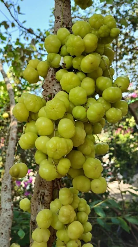 Star Gooseberry Tree Yellow Gooseberry Plant Phyllanthus Acidus Plant, Well Rooted, 1ft Tall, Half Gallon Pot