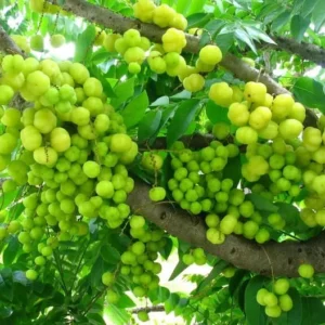 Star Gooseberry Tree Yellow Gooseberry Plant Phyllanthus Acidus Plant, Well Rooted, 1ft Tall, Half Gallon Pot