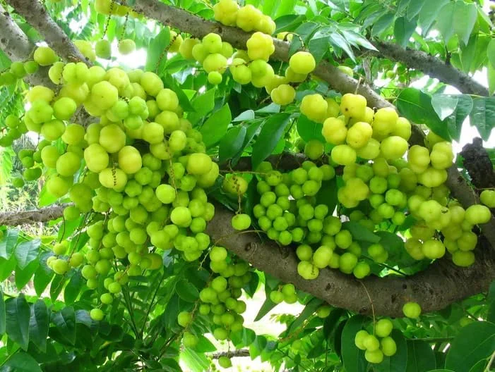 Star Gooseberry Tree Yellow Gooseberry Plant Phyllanthus Acidus Plant, Well Rooted, 1ft Tall, Half Gallon Pot