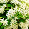 Star Jasmine Live Plant 3"Pot 10"Tall Trachelospermum Jasminoides for Planting