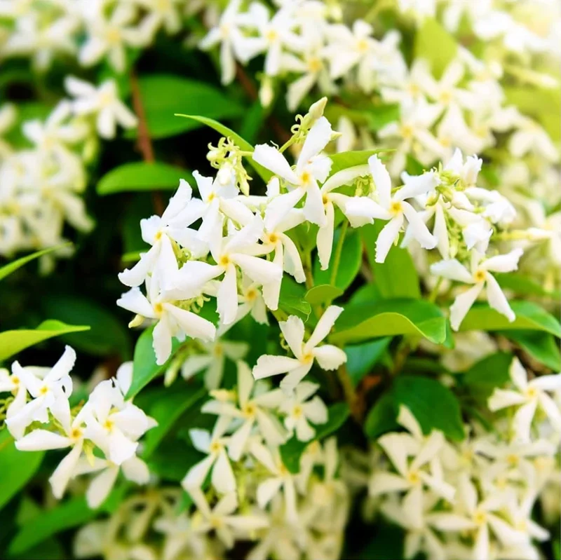 Star Jasmine Live Plant 3"Pot 10"Tall Trachelospermum Jasminoides for Planting