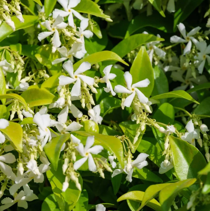 Star Jasmine Live Plant 3"Pot 10"Tall Trachelospermum Jasminoides for Planting