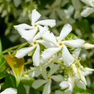 Star Jasmine Live Plant 3