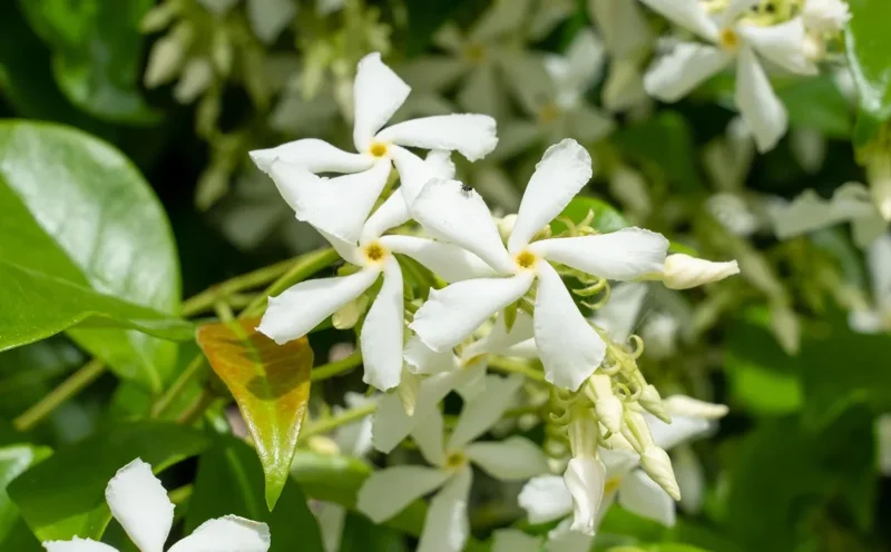 Star Jasmine Live Plant 3"Pot 10"Tall Trachelospermum Jasminoides for Planting