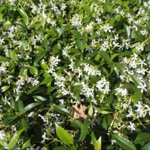 Star Jasmine Live Plant 3
