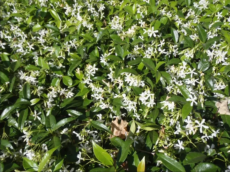 Star Jasmine Live Plant 3"Pot 10"Tall Trachelospermum Jasminoides for Planting
