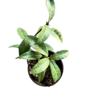 Star Jasmine Live Plant 3