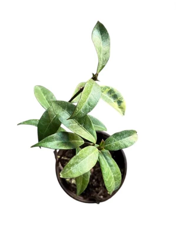 Star Jasmine Live Plant 3"Pot 10"Tall Trachelospermum Jasminoides for Planting