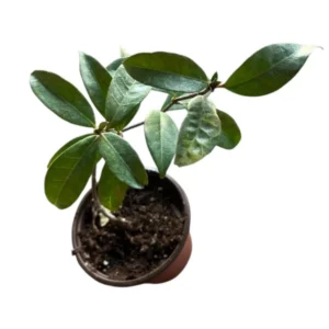 Star Jasmine Live Plant 3