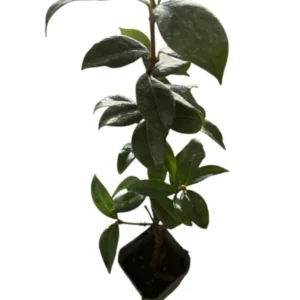 Star Jasmine Live Plant 3
