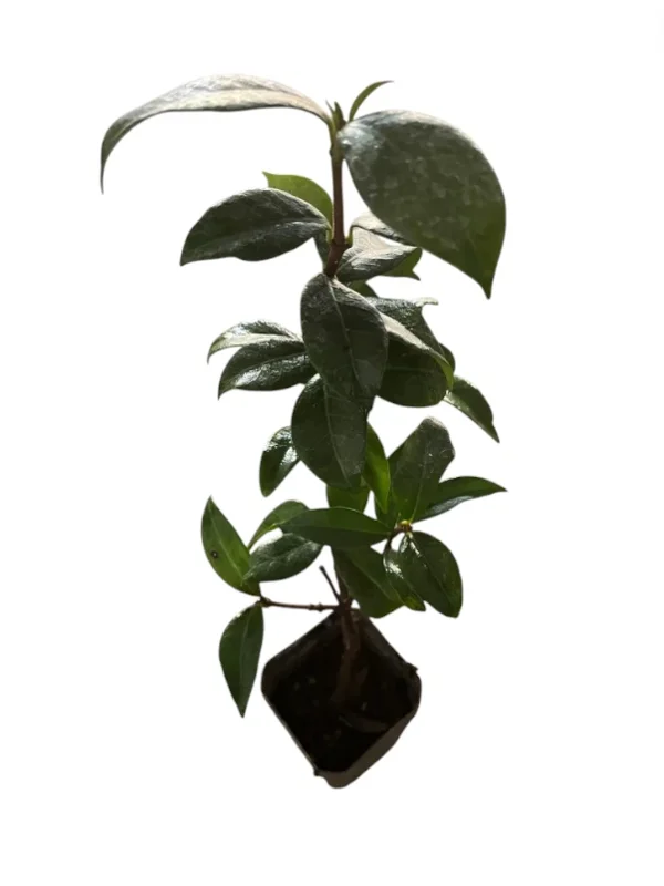 Star Jasmine Live Plant 3"Pot 10"Tall Trachelospermum Jasminoides for Planting