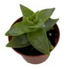 Starshine Crassula perforata Succulent - 2.5" Pot - Easy Care House Plant