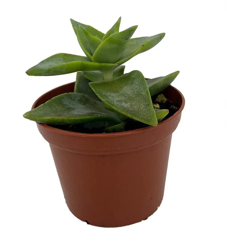 Starshine Crassula perforata Succulent - 2.5" Pot - Easy Care House Plant