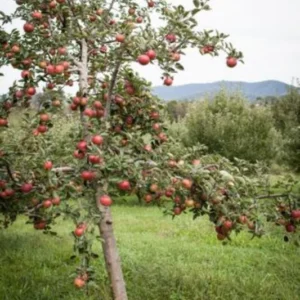 Stayman Winesap Apple Tree 3 Feet Tall Gallon - Tart-Sweet Apple for Baking & Cider