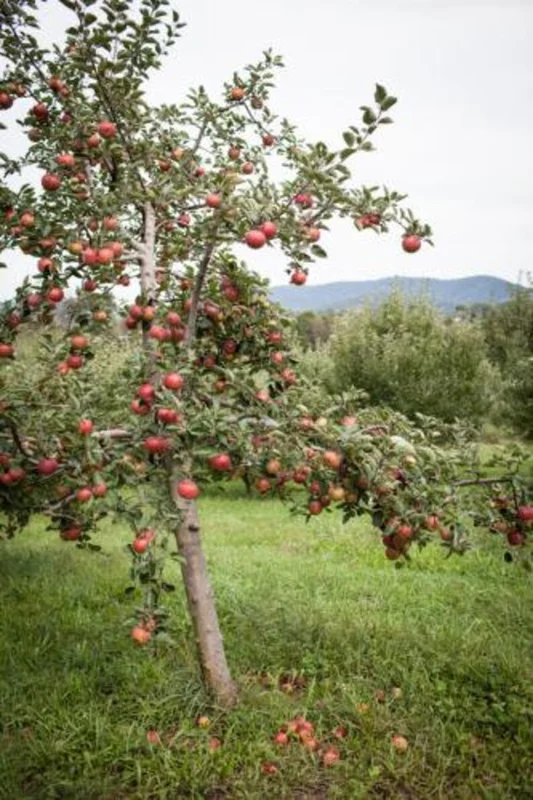 Stayman Winesap Apple Tree 3 Feet Tall Gallon - Tart-Sweet Apple for Baking & Cider