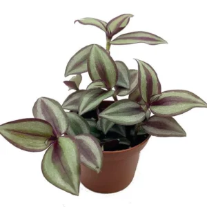 Sterling Silver Tradescantia Live Plant - Vining Plant with Purple & Silver Foliage - 2.5 Inch Pot