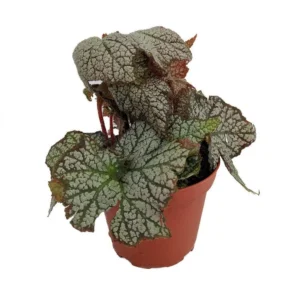 Stonewall Begonia Rhizomatous Houseplant – 3.7