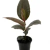 Strawberry & Cream Ruby Rubber Tree Plant - Indoor Ficus elastica 4" Pot