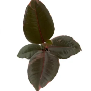 Strawberry & Cream Ruby Rubber Tree Plant - Indoor Ficus elastica 4