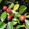 Strawberry Guava Plant - Red Strawberry Guava Fruit Tree - Psidium Cattleianum Plant - Half Gallon Pot - Well Rooted