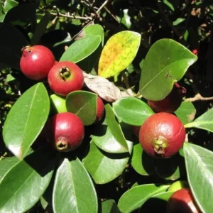 Strawberry Guava Plant - Red Strawberry Guava Fruit Tree - Psidium Cattleianum Plant - Half Gallon Pot - Well Rooted