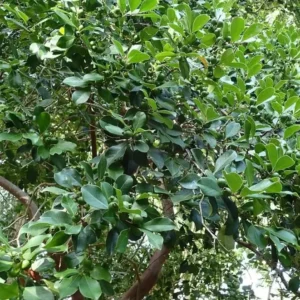 Strawberry Guava Plant - Red Strawberry Guava Fruit Tree - Psidium Cattleianum Plant - Half Gallon Pot - Well Rooted