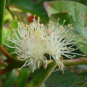 Strawberry Guava Plant - Red Strawberry Guava Fruit Tree - Psidium Cattleianum Plant - Half Gallon Pot - Well Rooted