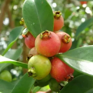 Strawberry Guava Plant - Red Strawberry Guava Fruit Tree - Psidium Cattleianum Plant - Half Gallon Pot - Well Rooted
