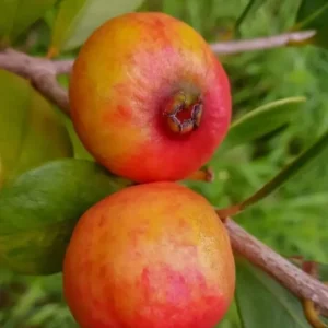 Strawberry Guava Plant - Red Strawberry Guava Fruit Tree - Psidium Cattleianum Plant - Half Gallon Pot - Well Rooted
