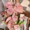 Strawberry Syngonium Plant - 4 Inch Potted Houseplant