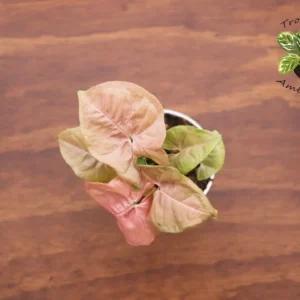 Strawberry Syngonium Plant - 4 Inch Potted Houseplant