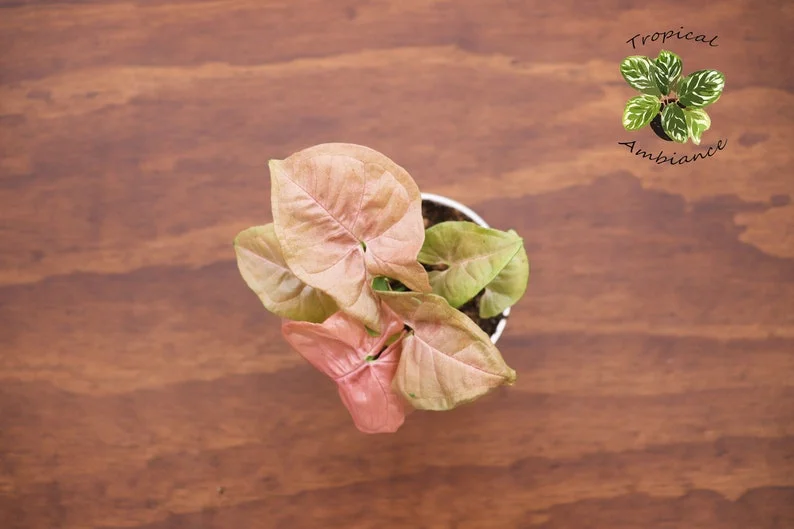 Strawberry Syngonium Plant - 4 Inch Potted Houseplant