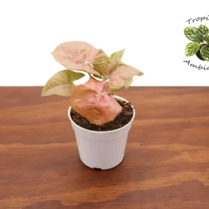 Strawberry Syngonium Plant - 4 Inch Potted Houseplant