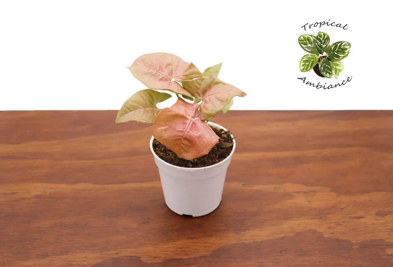 Strawberry Syngonium Plant - 4 Inch Potted Houseplant
