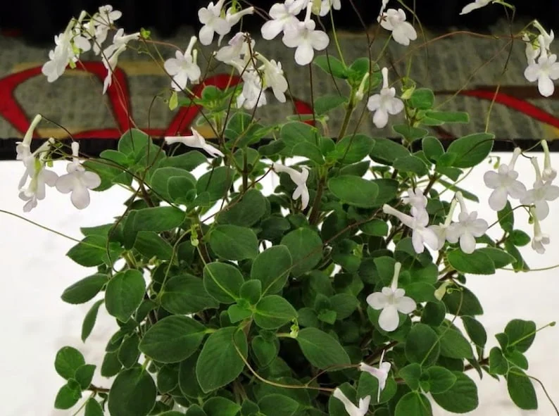 Streptocarpella Dancing Doves Cape Primrose Plant – Indoor Houseplant – 2.5" Pot