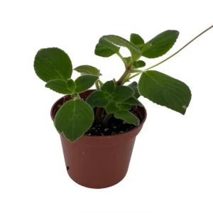 Streptocarpella Dancing Doves Cape Primrose Plant – Indoor Houseplant – 2.5