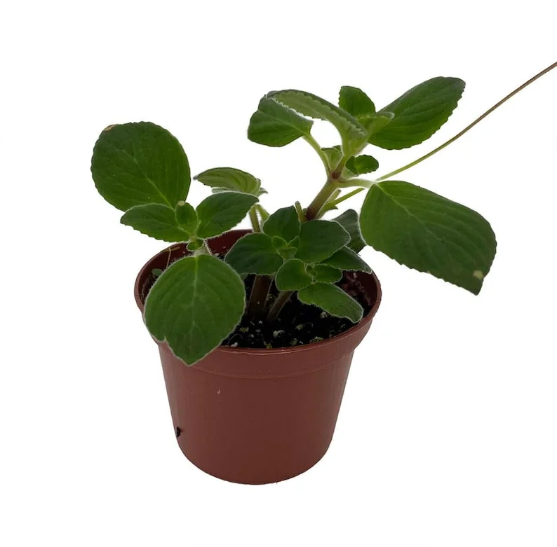 Streptocarpella Dancing Doves Cape Primrose Plant – Indoor Houseplant – 2.5" Pot