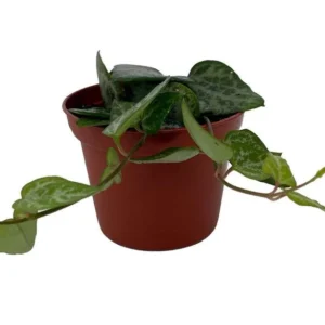 String of Arrows Ceropegia woodii 2.5