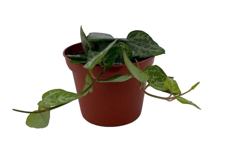 String of Arrows Ceropegia woodii 2.5" Pot Trailing Succulent Collector's Series