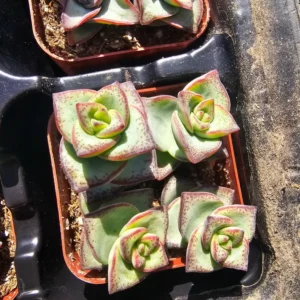 String of Buttons Succulent - Crassula Perforata - 2in Pot - Drought-Tolerant