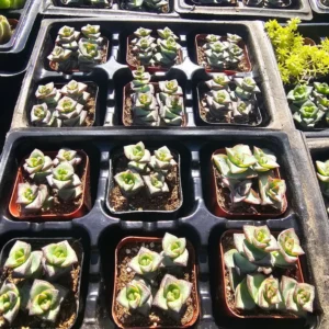 String of Buttons Succulent - Crassula Perforata - 2in Pot - Drought-Tolerant