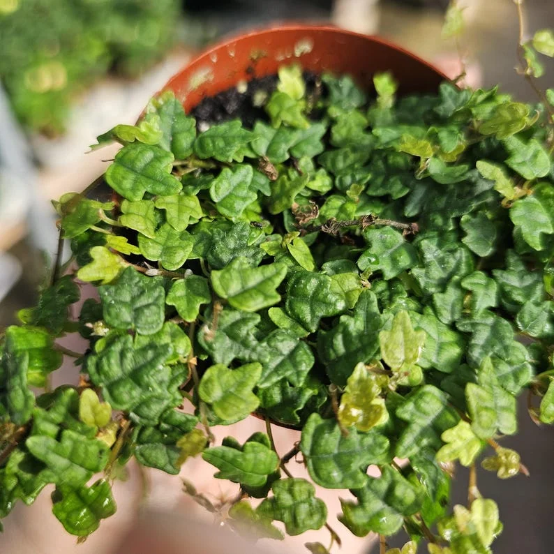 String of Frogs - Ficus Pumila Quercifolia - Trailing House Plant - 3in Pot