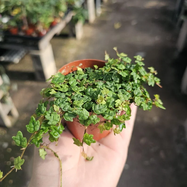 String of Frogs - Ficus Pumila Quercifolia - Trailing House Plant - 3in Pot