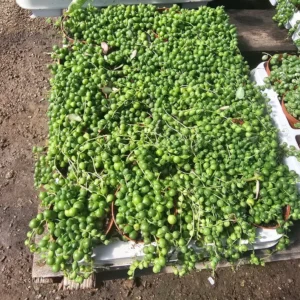 String of Pearls Succulent - Trailing Houseplant - 4in Pot