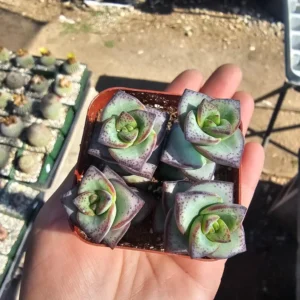 String of Things Bundle - Trailing Succulents - 2in Pots - Rare Varieties