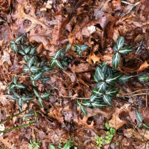 Striped Wintergreen Bare Root (Chimaphila maculata) - 5 Pack - Evergreen