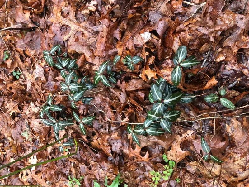 Striped Wintergreen Bare Root (Chimaphila maculata) - 5 Pack - Evergreen