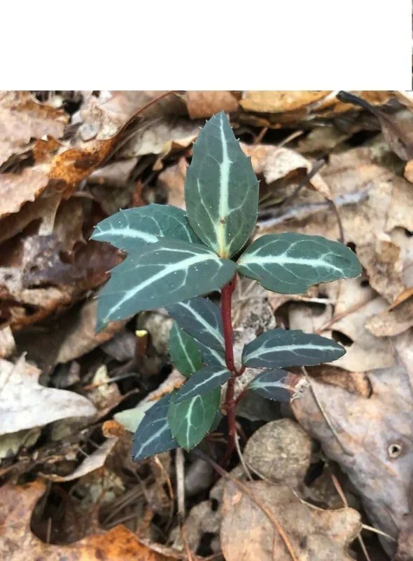 Striped Wintergreen Bare Root (Chimaphila maculata) - 5 Pack - Evergreen